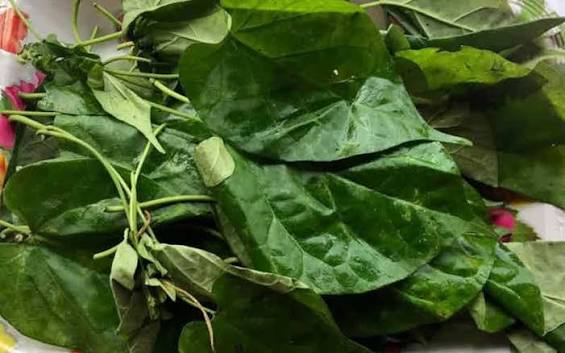 8 Health benefits of Uziza leaves – Niyis African Supermarket