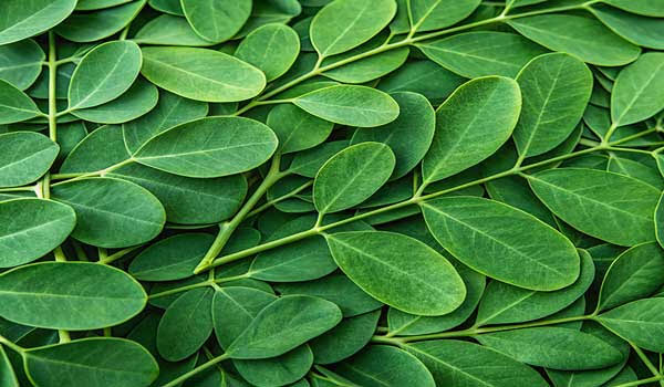 Moringa Plant: How to Grow, Uses & Health Benefits