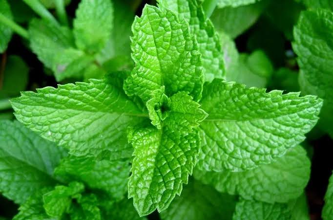 Scent Leaves Essential Oil - Esther African Foods