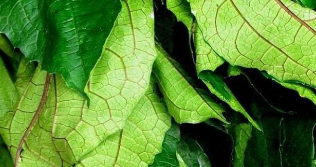 Buy and export commodities, foodstuffs, products from Africa