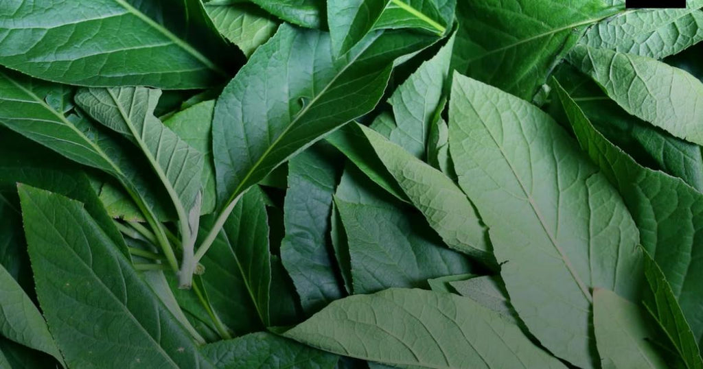 Amazing Health Benefits of Bitter Leaf – My Sasun