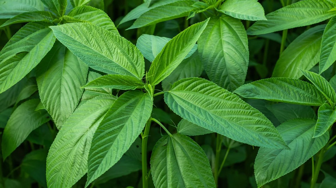 Jute Leaves: Nutrition, Benefits, Downsides, and Recipes